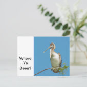 Carte Postale Parler de Pélican (Debout devant)