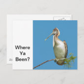 Carte Postale Parler de Pélican (Devant / Derrière)