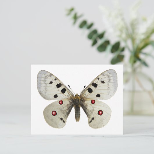 Carte Postale Parnassius apollo isolé (Debout devant)