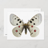 Carte Postale Parnassius apollo isolé (Devant / Derrière)