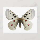 Carte Postale Parnassius apollo isolé (Devant)