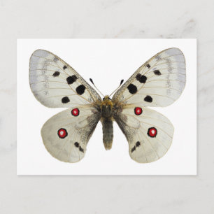 Carte Postale Parnassius apollo isolé