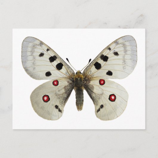 Carte Postale Parnassius apollo isolé (Devant)
