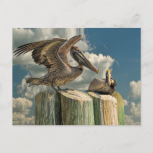 Carte Postale Parodies de Pélicans de la Faune de Floride