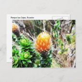Carte Postale Parque Las Cajas, Equateur (Devant / Derrière)