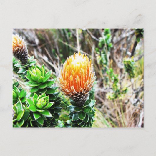 Carte Postale Parque Las Cajas, Equateur (Devant)