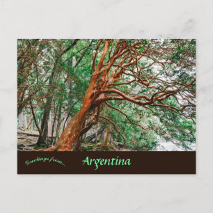 Carte Postale Parque Nacional Los Alerces Chubut Argentine