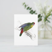 Carte Postale Parrakeet à front rouge (Debout devant)