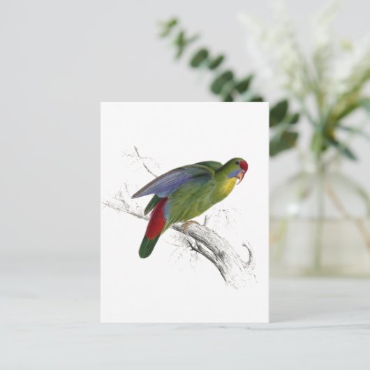 Carte Postale Parrakeet à front rouge (Debout devant)