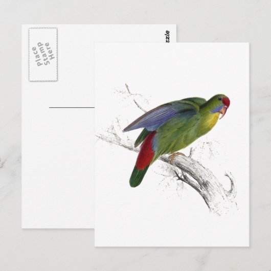 Carte Postale Parrakeet à front rouge (Devant / Derrière)