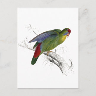 Carte Postale Parrakeet à front rouge