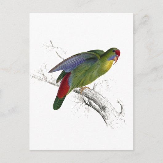 Carte Postale Parrakeet à front rouge (Devant)