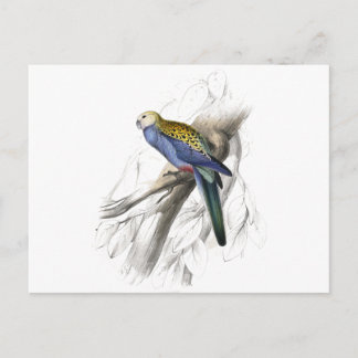Carte Postale Parrakeet à tête blanche par Edward Lear