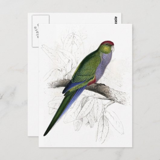 Carte Postale Parrakeet (femelle) à carreaux rouges par Edward L (Devant / Derrière)