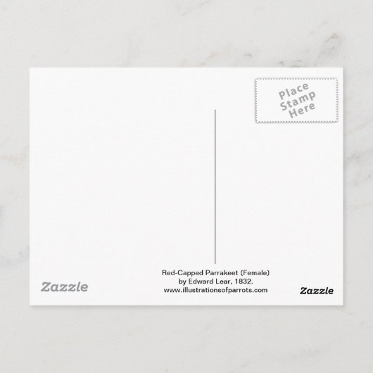 Carte Postale Parrakeet (femelle) à carreaux rouges par Edward L (Dos)