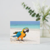 Carte Postale Parrot de plage (Debout devant)