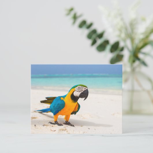 Carte Postale Parrot de plage (Debout devant)