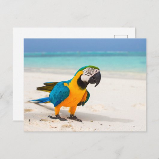 Carte Postale Parrot de plage (Devant / Derrière)