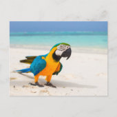 Carte Postale Parrot de plage (Devant)