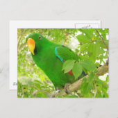 Carte Postale Parrot Eclectus Homme (Devant / Derrière)