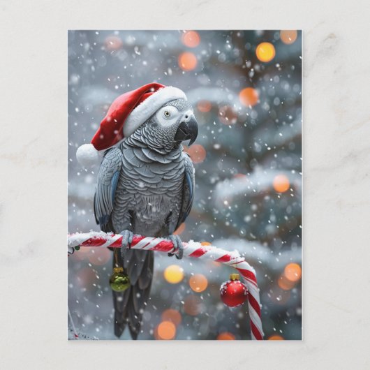 Carte Postale Parrot Holiday Card — Winter Wonder (Devant)