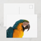 Carte Postale Parrot Notes (Devant / Derrière)