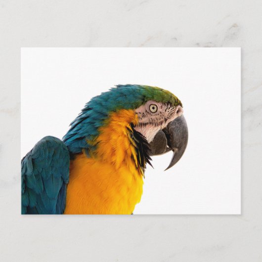 Carte Postale Parrot Notes (Devant)