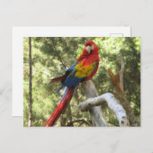 Carte Postale Parrot Oiseau Rouge Macaw Joli (Devant / Derrière)