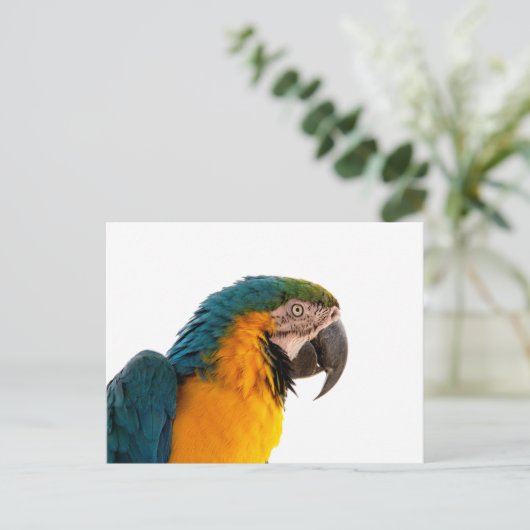 Carte Postale Parrot Post-it Notes (Debout devant)