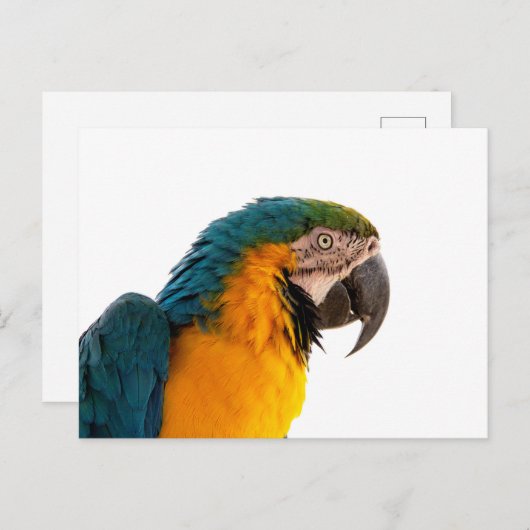 Carte Postale Parrot Post-it Notes (Devant / Derrière)