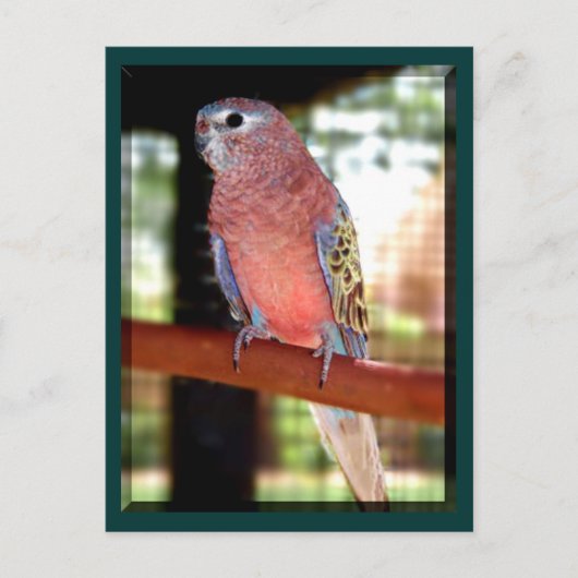 Carte Postale parrot postcards (Devant)