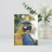 Carte Postale Parrot Profile Portrait Photograph (Debout devant)