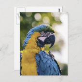 Carte Postale Parrot Profile Portrait Photograph (Devant / Derrière)