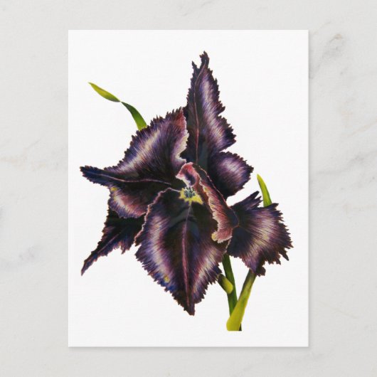 Carte postale Parrot Tulip (Devant)