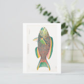 CARTE POSTALE "PARROTFISH" VIE MARINE (Debout devant)