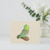 Carte Postale Parrotlet mâle vert (Debout devant)