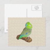 Carte Postale Parrotlet mâle vert (Devant / Derrière)