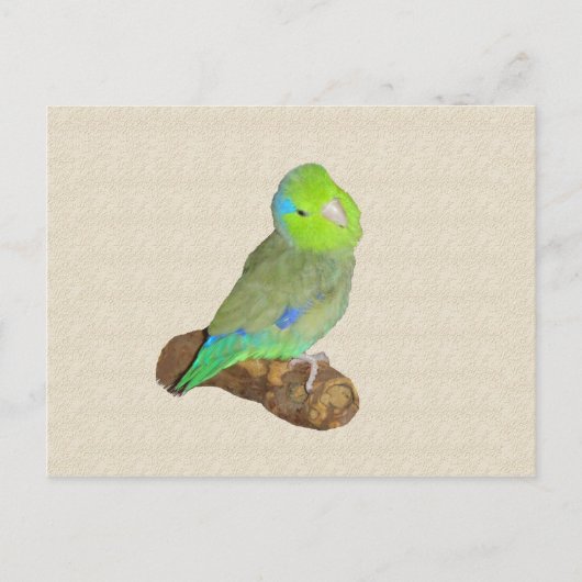 Carte Postale Parrotlet mâle vert (Devant)