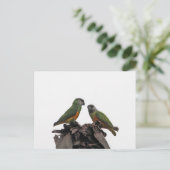 Carte Postale Parrots du Sénégal (Debout devant)