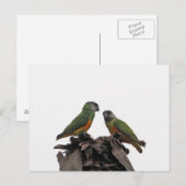 Carte Postale Parrots du Sénégal (Devant / Derrière)
