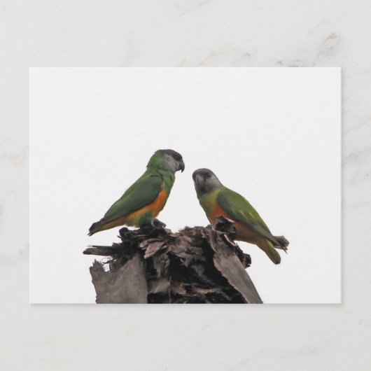 Carte Postale Parrots du Sénégal (Devant)