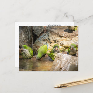 Carte Postale Parrots sauvages se baigner en Espagne