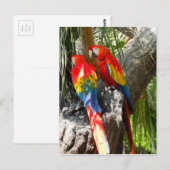 CARTE POSTALE PARROTS SHY (Devant / Derrière)