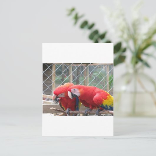 Carte Postale Parrotter (Debout devant)