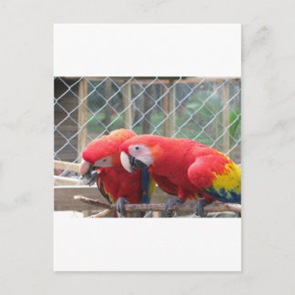 Carte Postale Parrotter