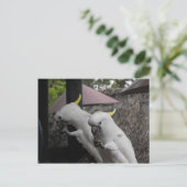 Carte Postale Parrotter (Debout devant)