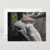 Carte Postale Parrotter (Devant / Derrière)