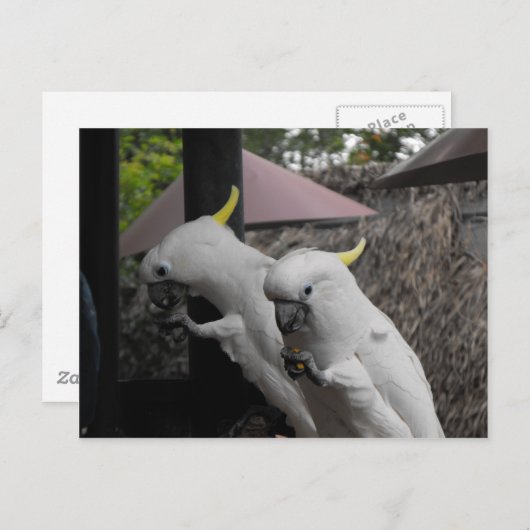 Carte Postale Parrotter (Devant / Derrière)