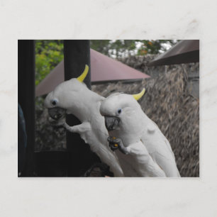 Carte Postale Parrotter