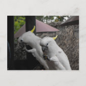 Carte Postale Parrotter (Devant)